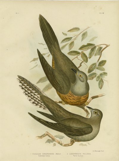 Cuculo australiano, 1891 da Gracius Broinowski